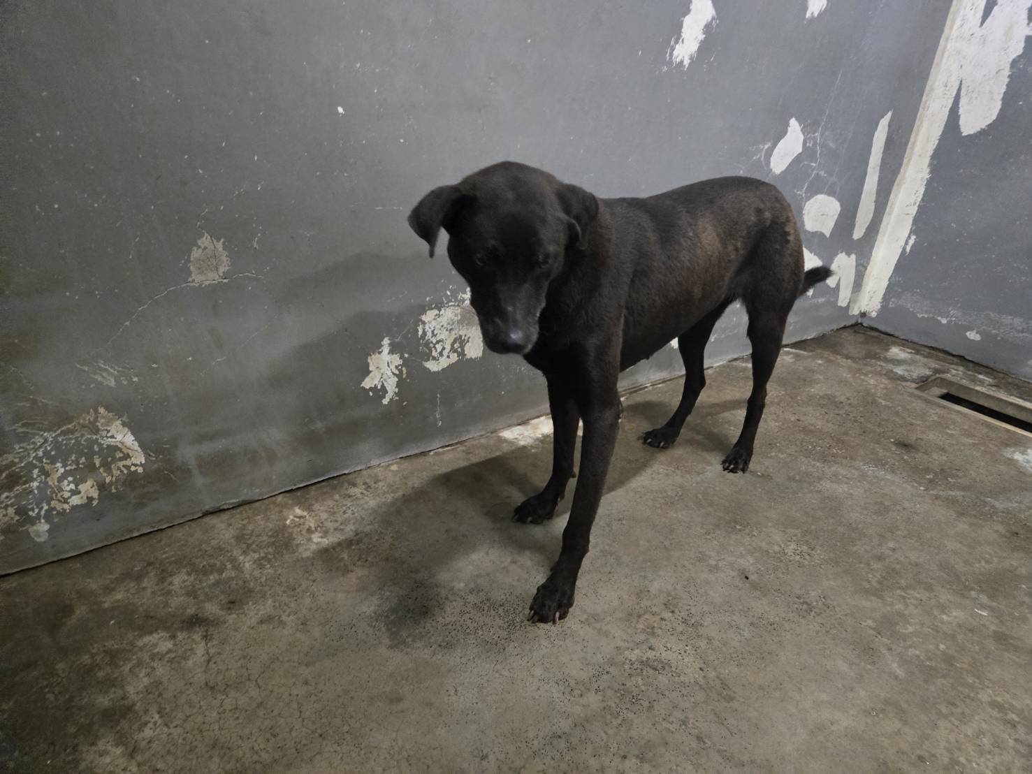 新竹市待認養狗 混種犬