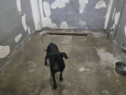 新竹市待認養狗｜混種犬｜黑色｜公
