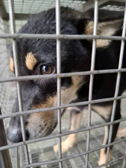 台南市待認養狗｜混種犬｜黑色｜公