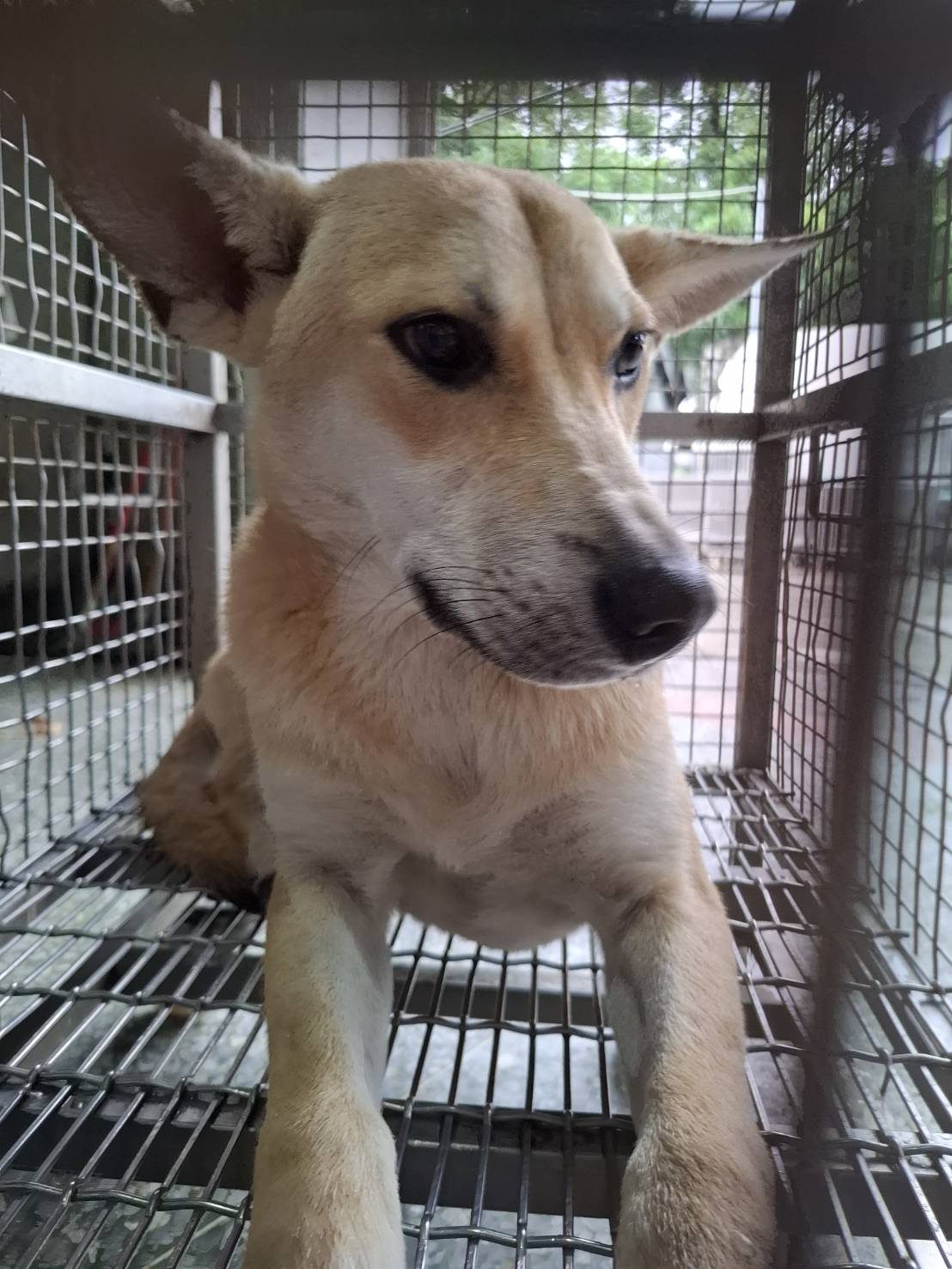 台南市待認養狗 混種犬