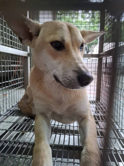 台南市待認養狗｜混種犬｜黃色｜公