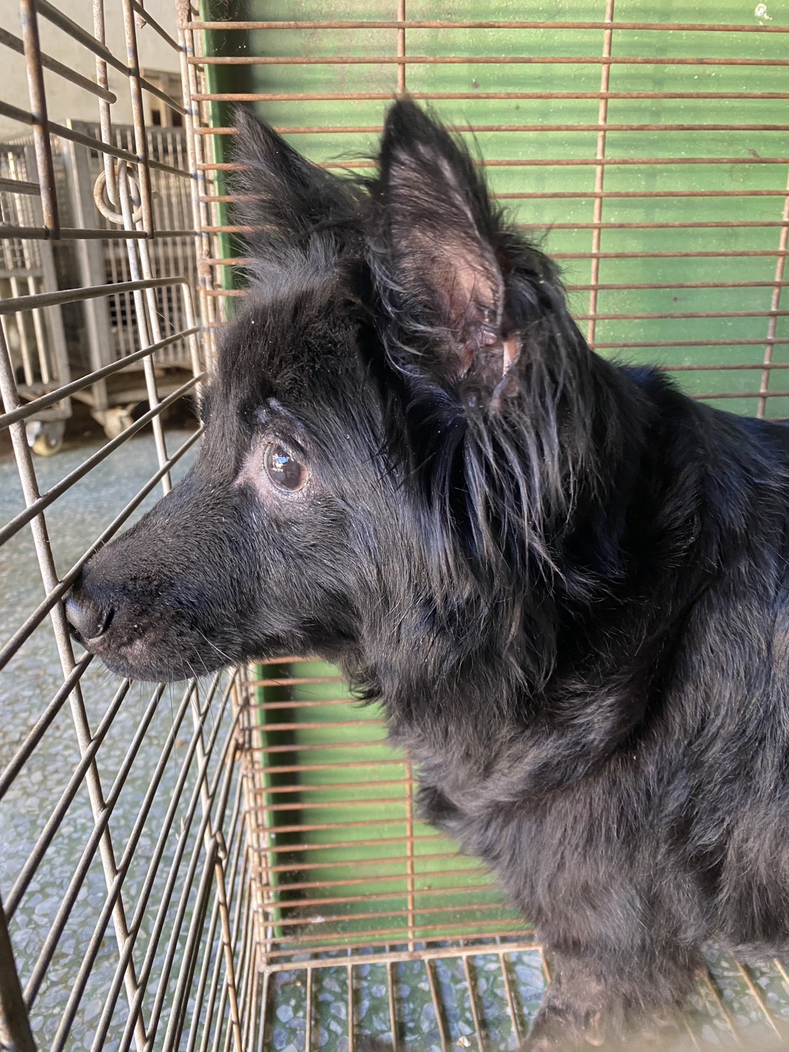 台南市待認養狗 混種犬