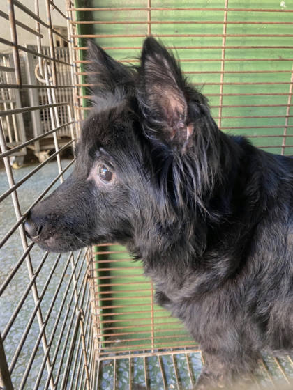 台南市待認養狗｜混種犬｜黑色｜母