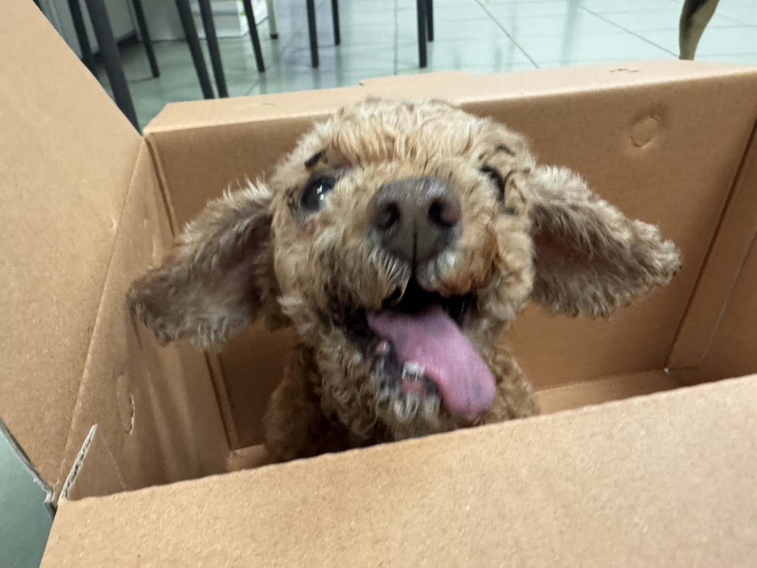 台南市待認養狗 貴賓犬
