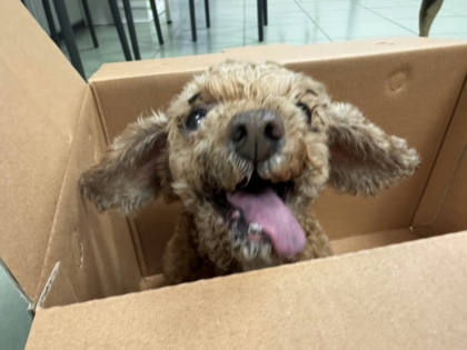 台南市待認養狗｜貴賓犬｜棕色｜母