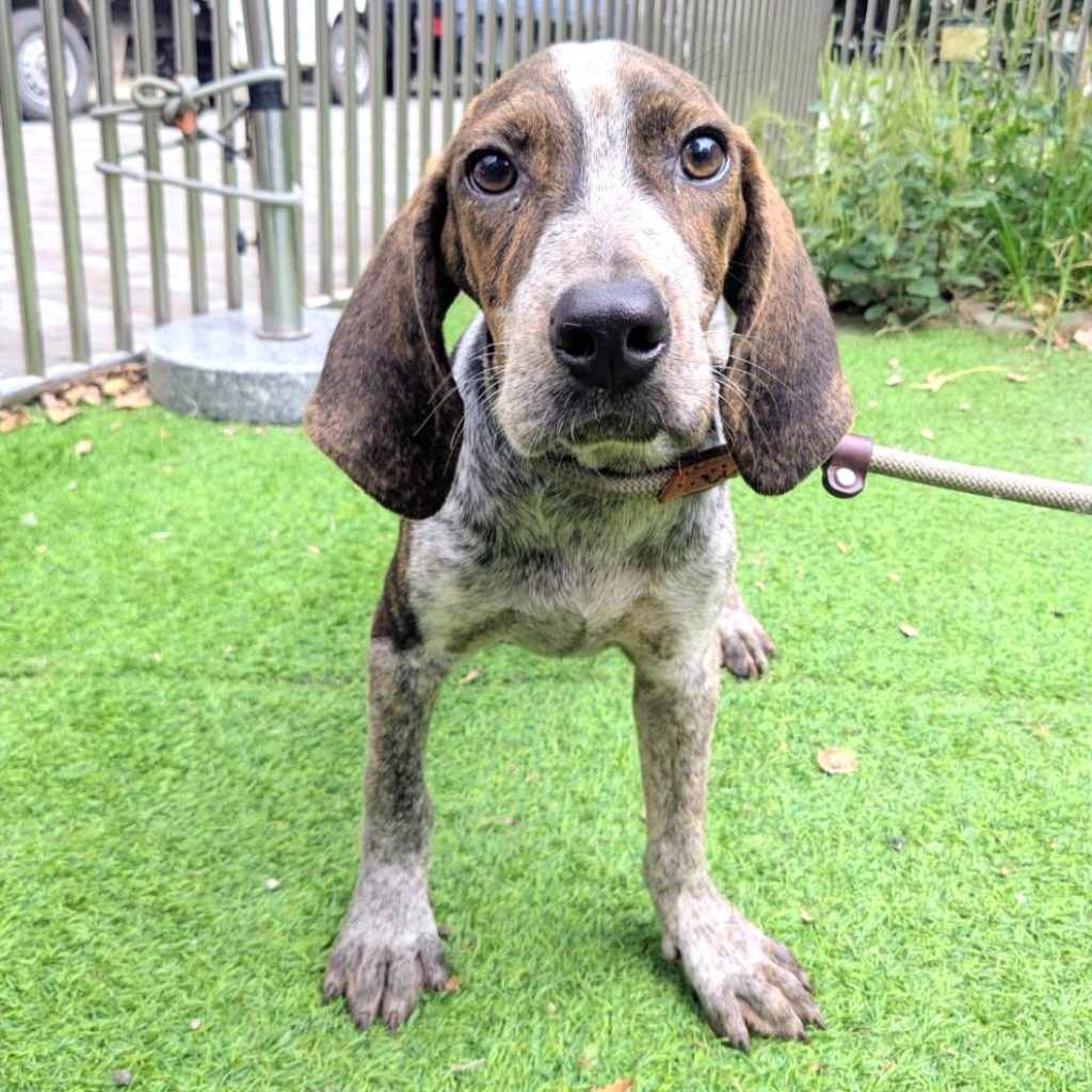 新竹縣待認養狗 混種犬