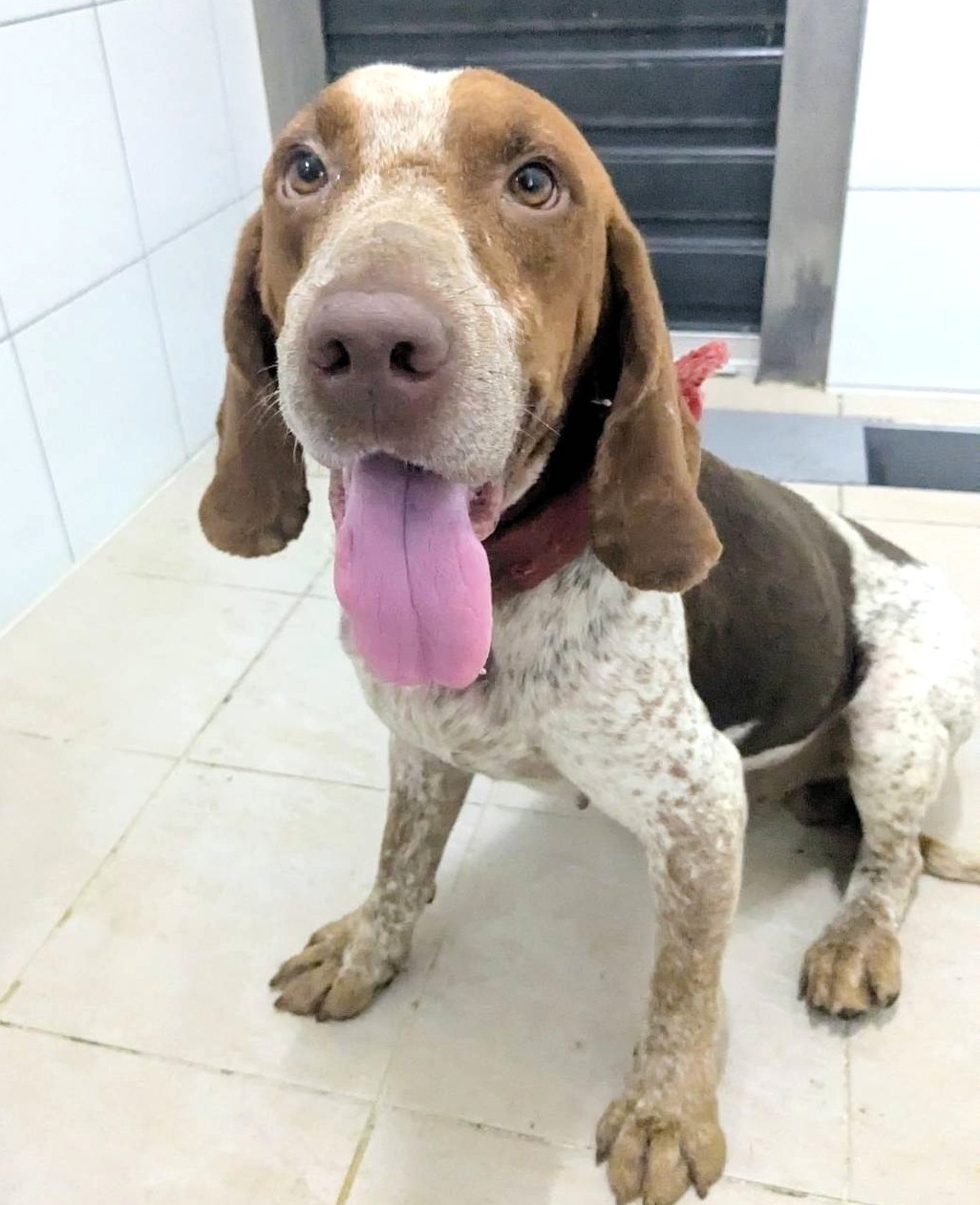 新竹縣待認養狗 混種犬