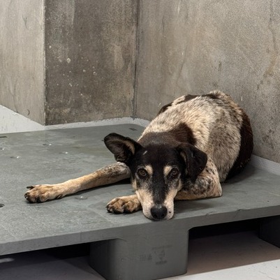 基隆市待認養狗 混種犬