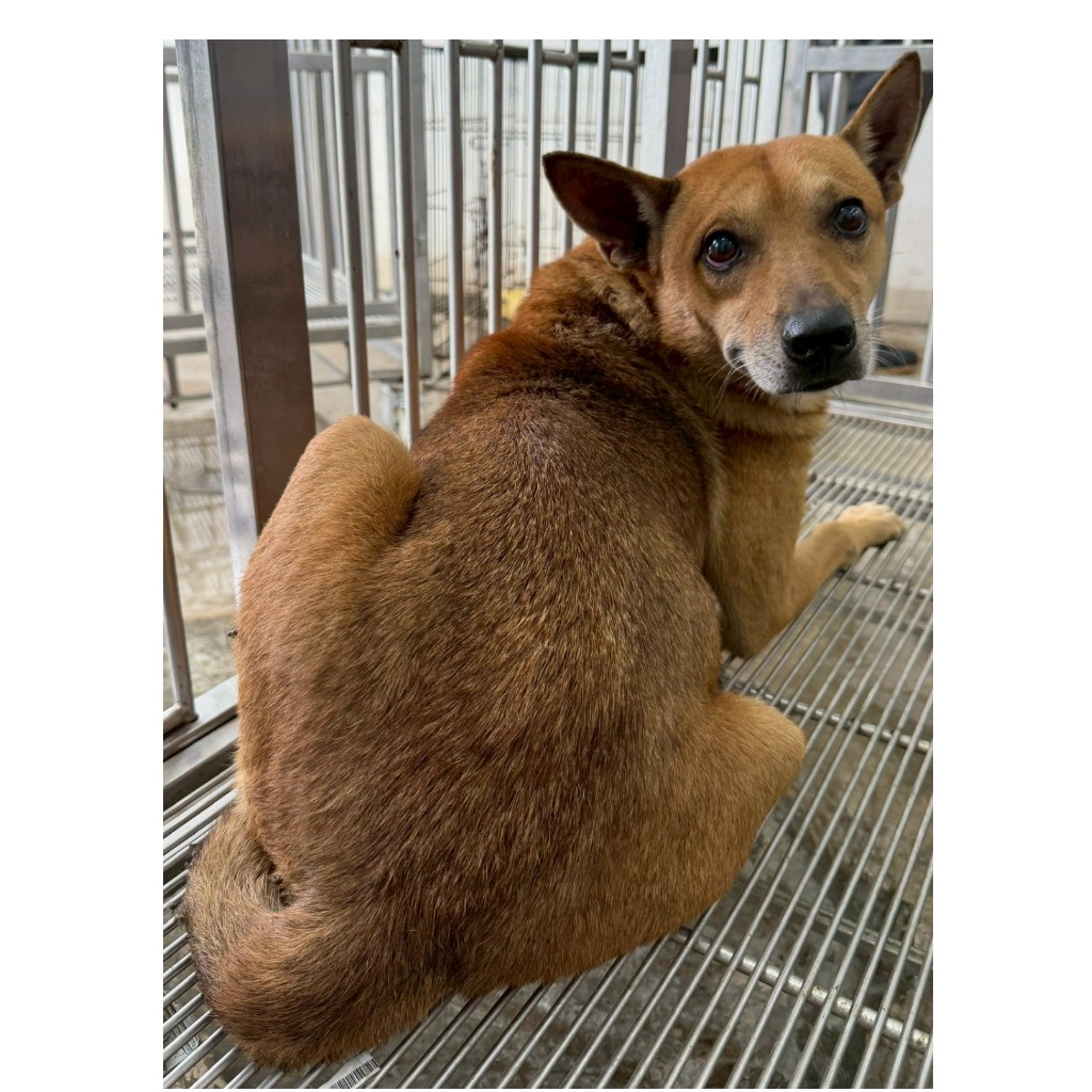 花蓮縣待認養狗 混種犬