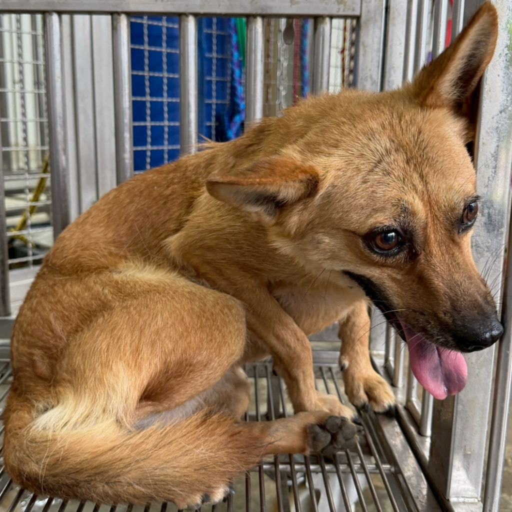 花蓮縣待認養狗 混種犬