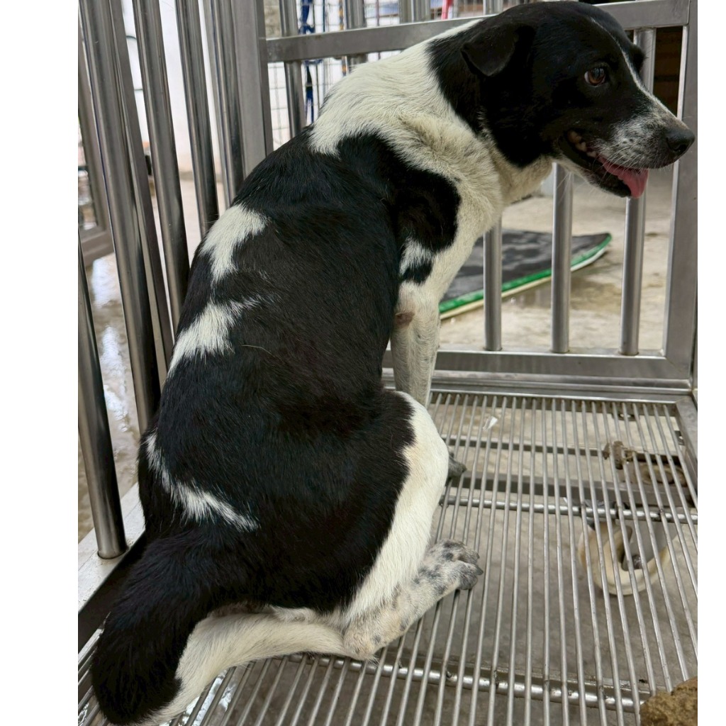 花蓮縣待認養狗 混種犬