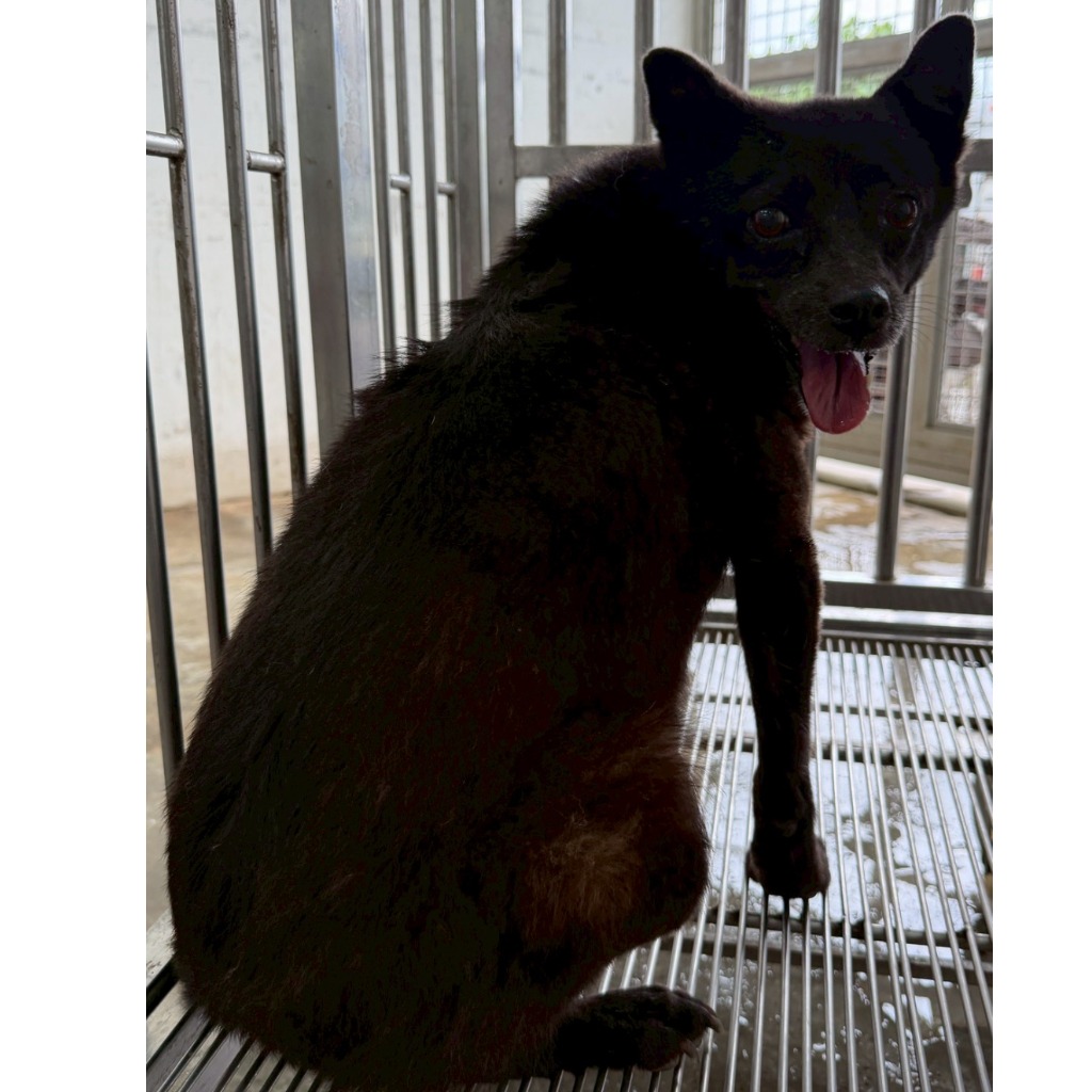 花蓮縣待認養狗 混種犬