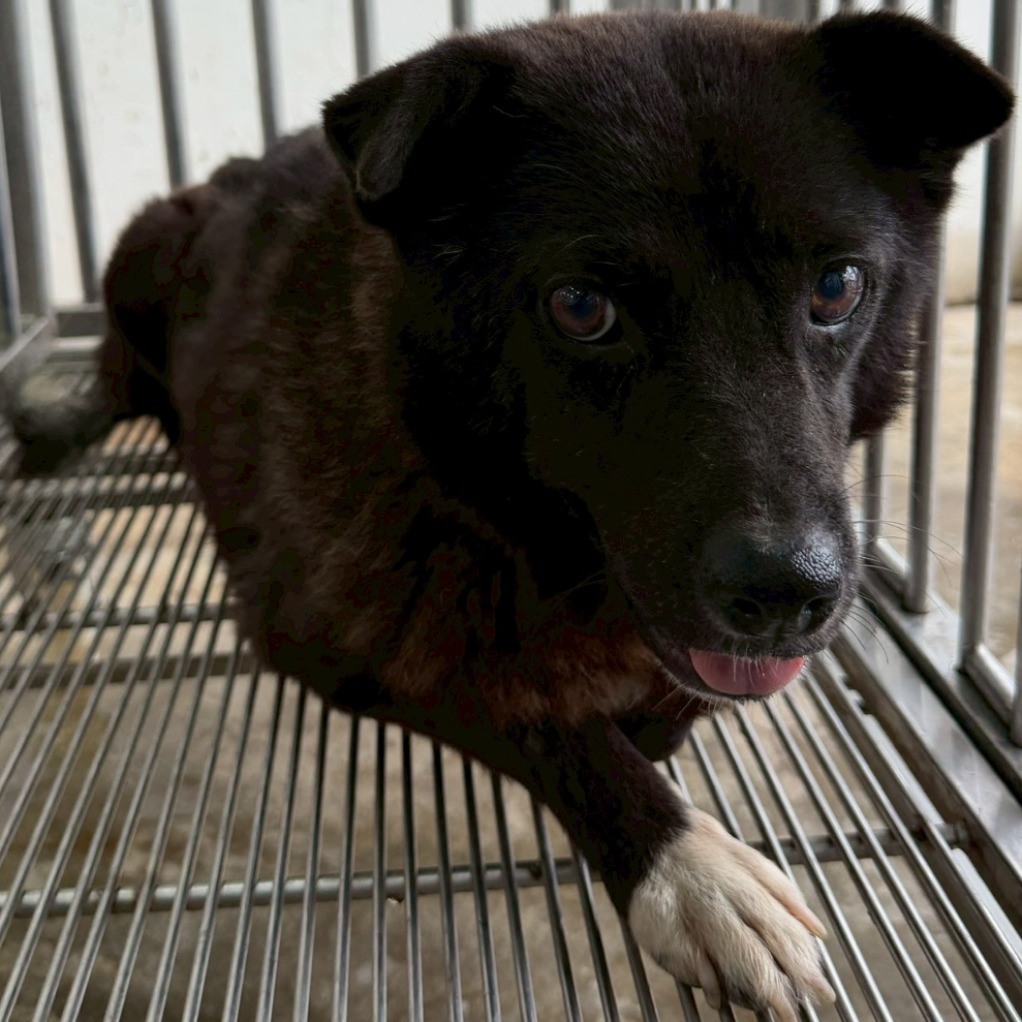 花蓮縣待認養狗 混種犬
