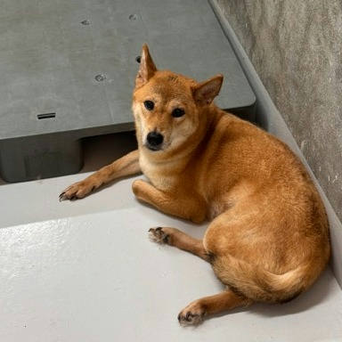 基隆市待認養狗｜柴犬｜黃色｜母