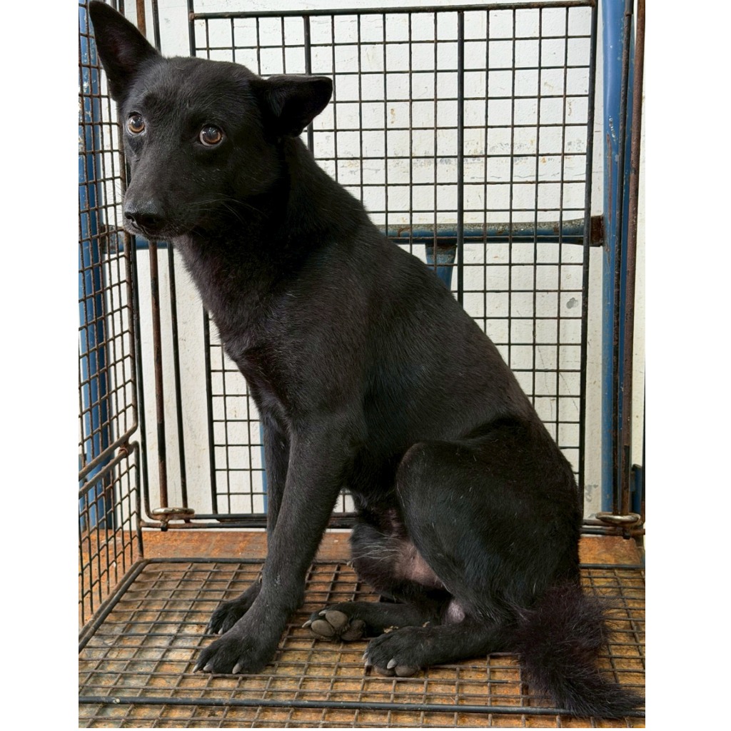 花蓮縣待認養狗 混種犬