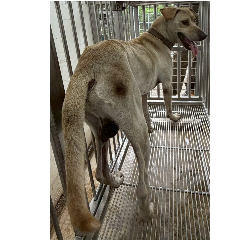 花蓮縣待認養狗 混種犬