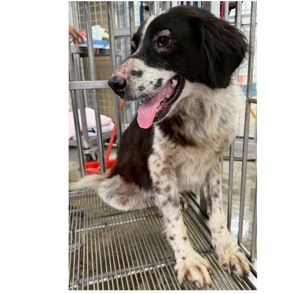 花蓮縣待認養狗 混種犬