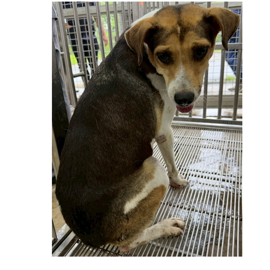 花蓮縣待認養狗 混種犬