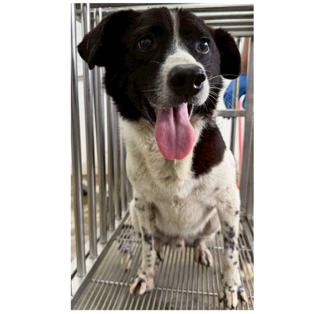 花蓮縣待認養狗 混種犬
