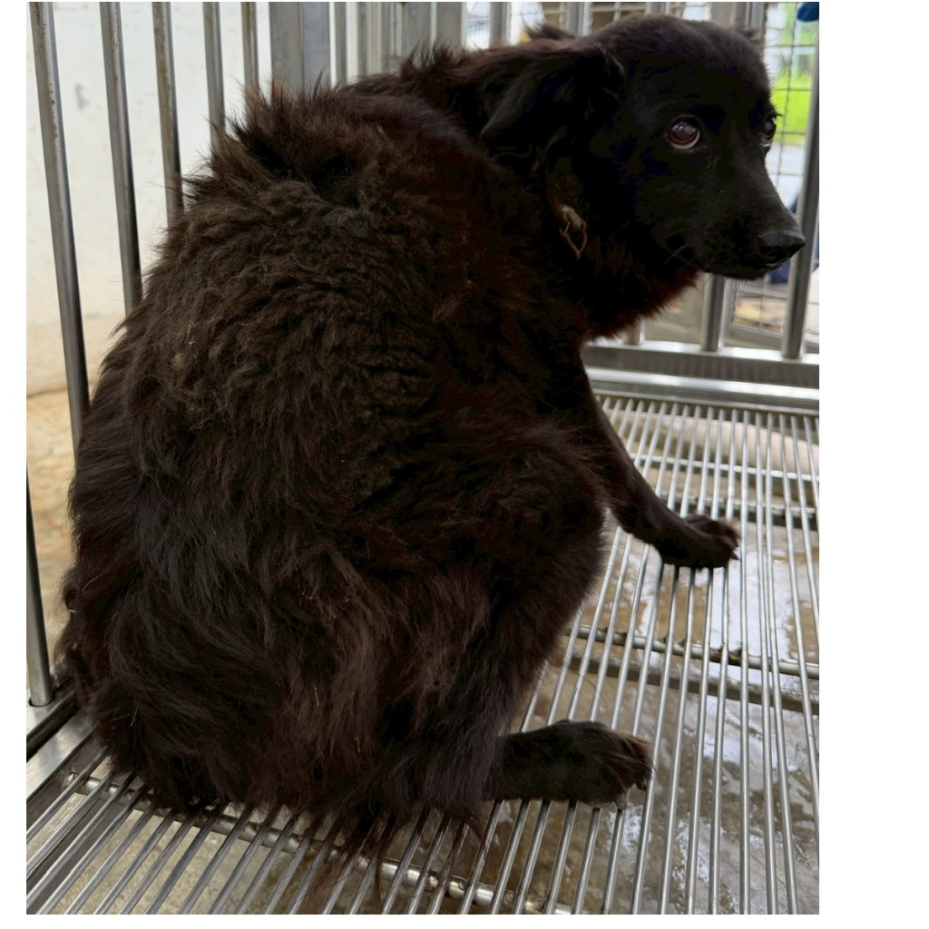 花蓮縣待認養狗 混種犬