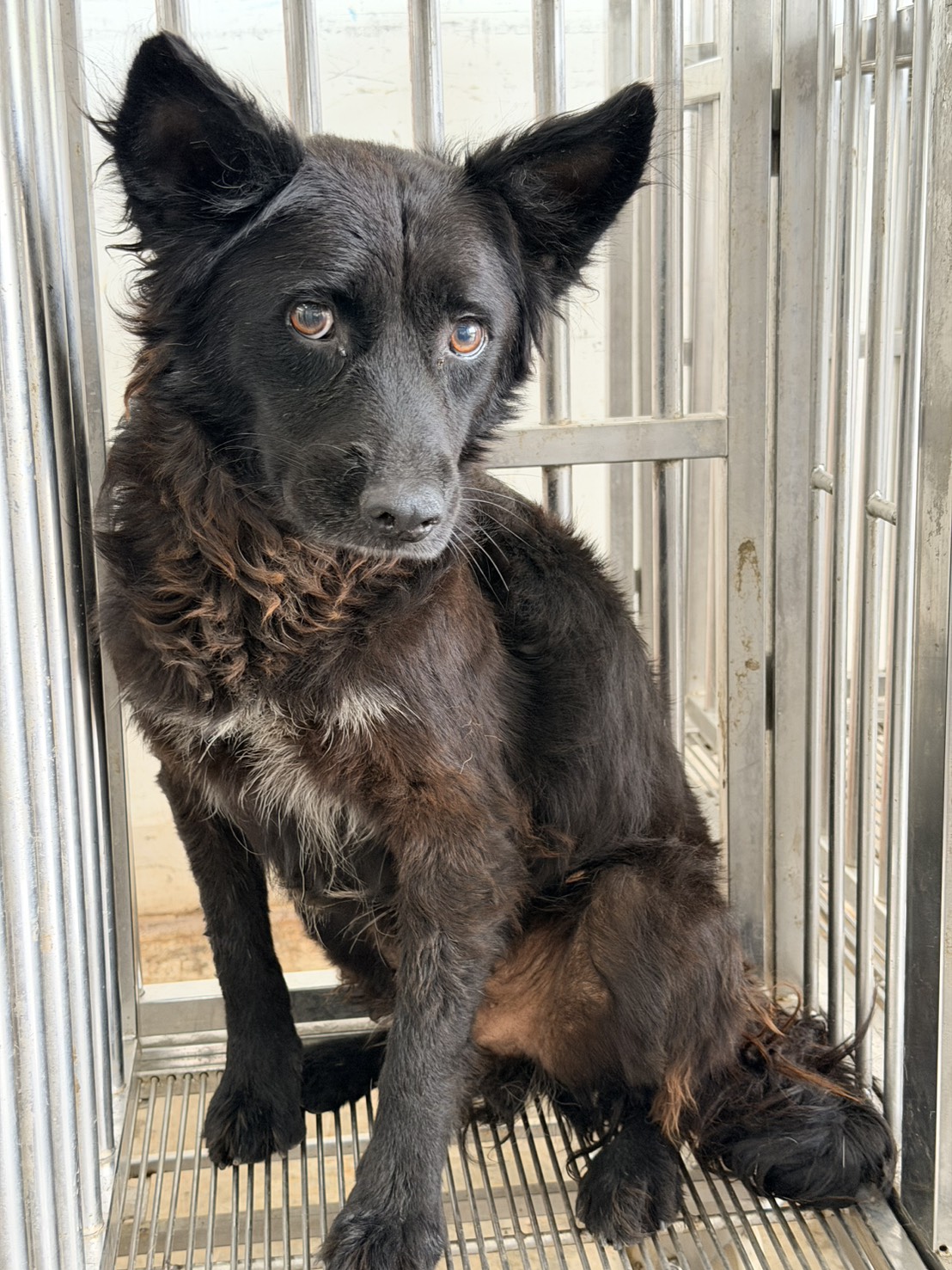 花蓮縣待認養狗 混種犬