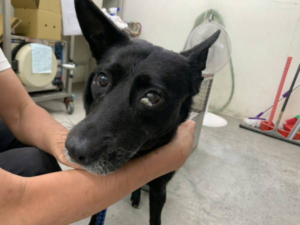 台北市待認養狗 混種犬