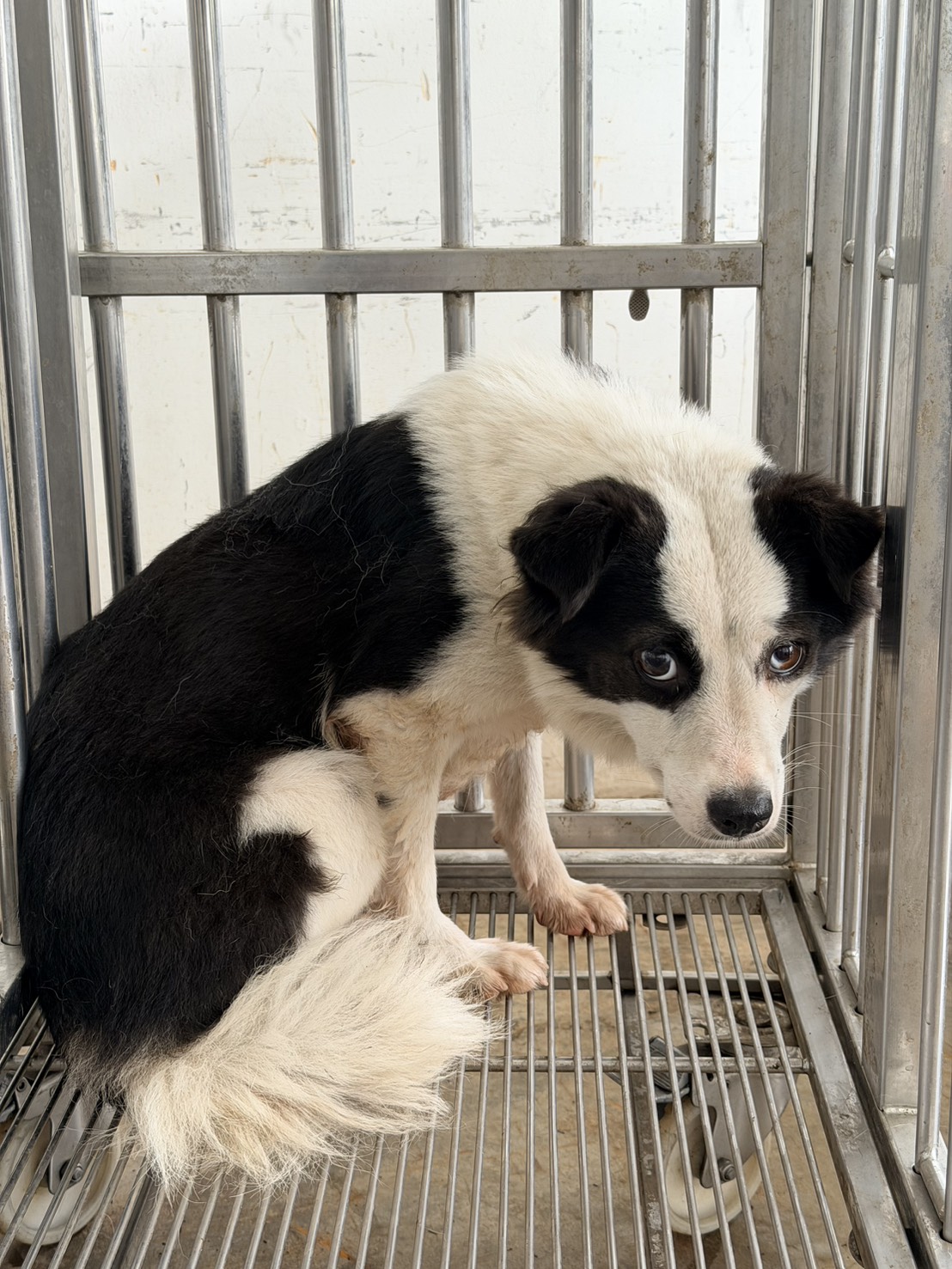 花蓮縣待認養狗 混種犬