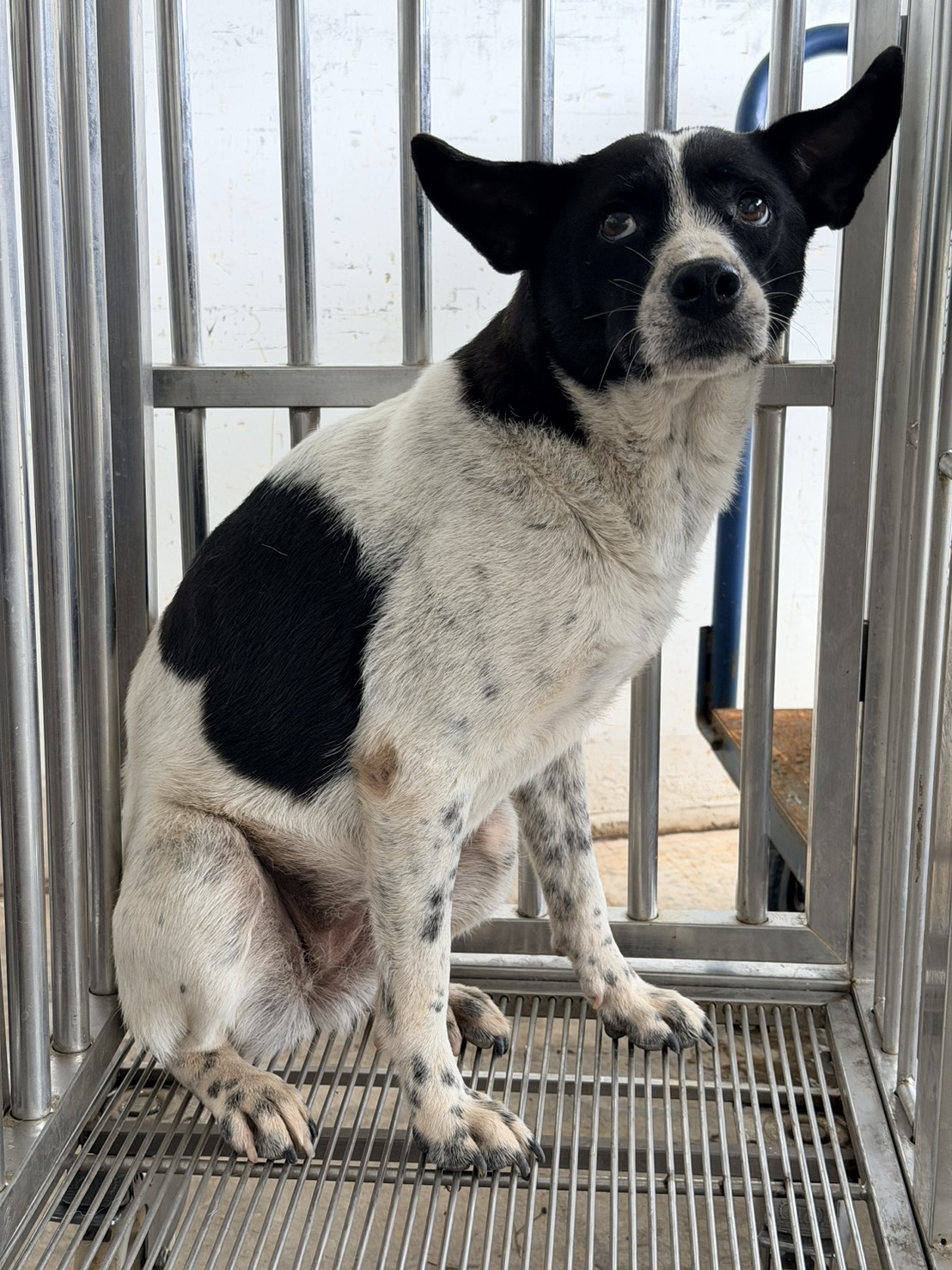 花蓮縣待認養狗 混種犬