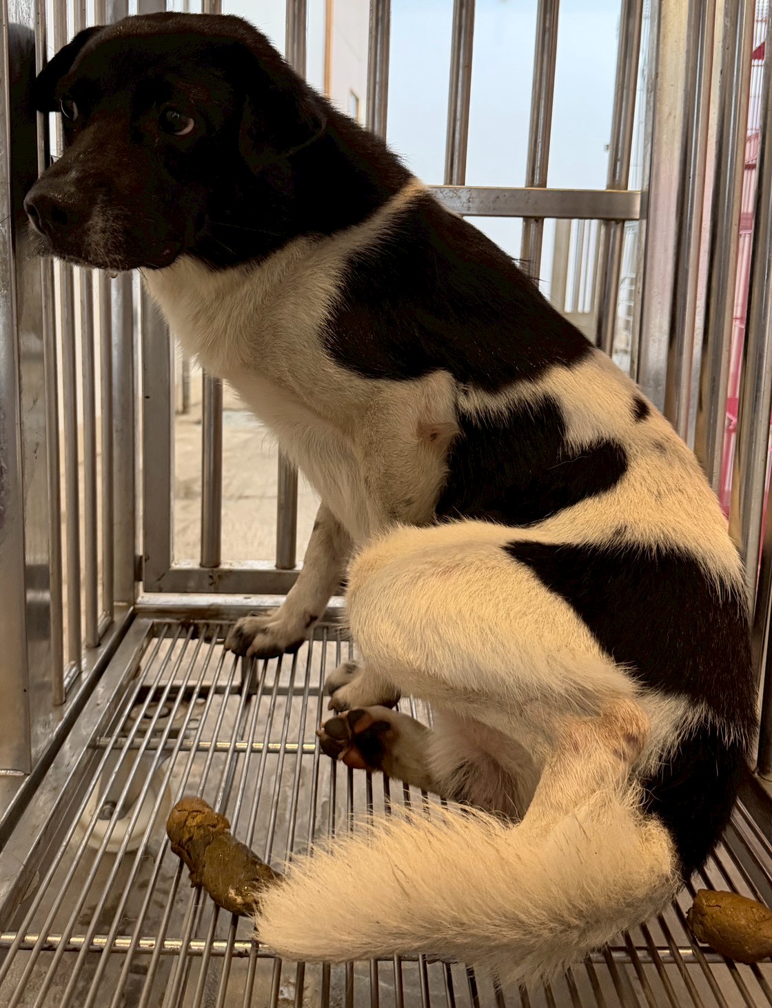 花蓮縣待認養狗 混種犬