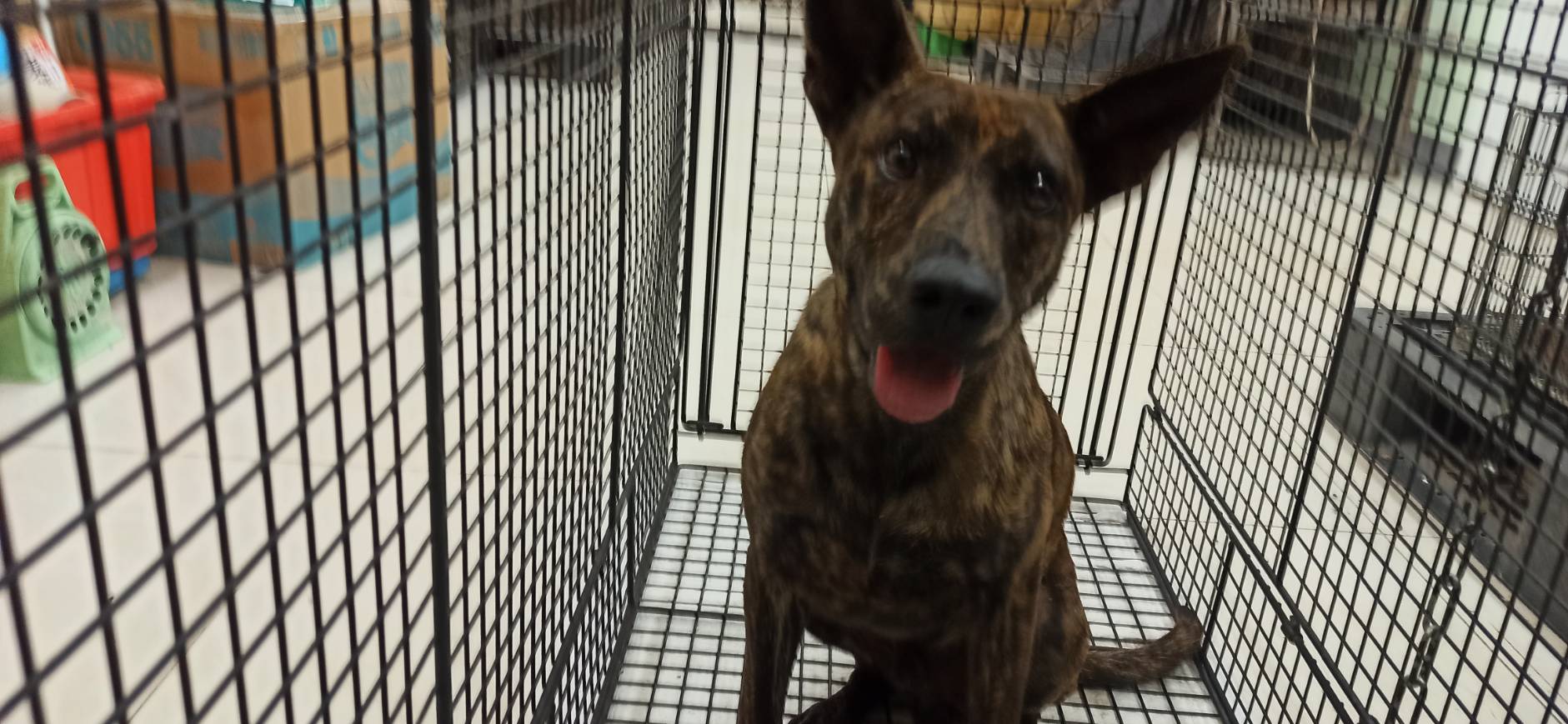 金門縣待認養狗 混種犬