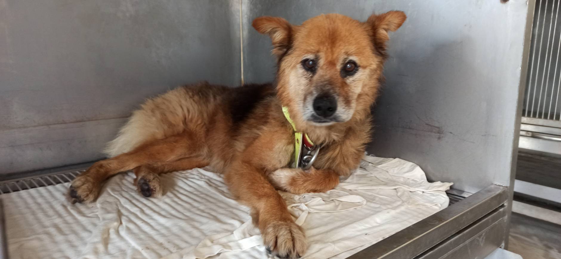 金門縣待認養狗 台灣犬