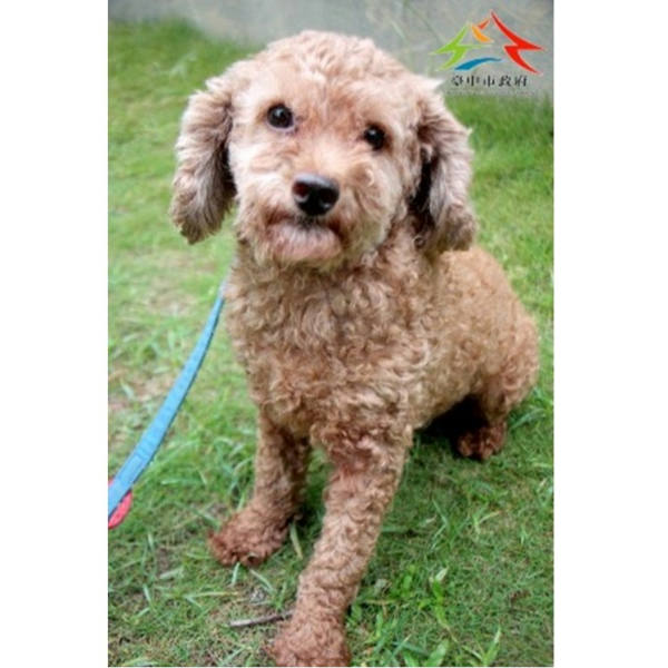 台中市待認養狗 貴賓犬