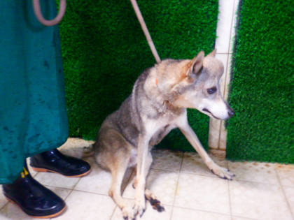 南投縣待認養狗｜混種犬｜灰色｜公