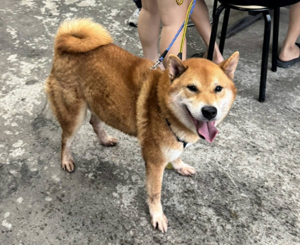 新北市待認養狗 柴犬