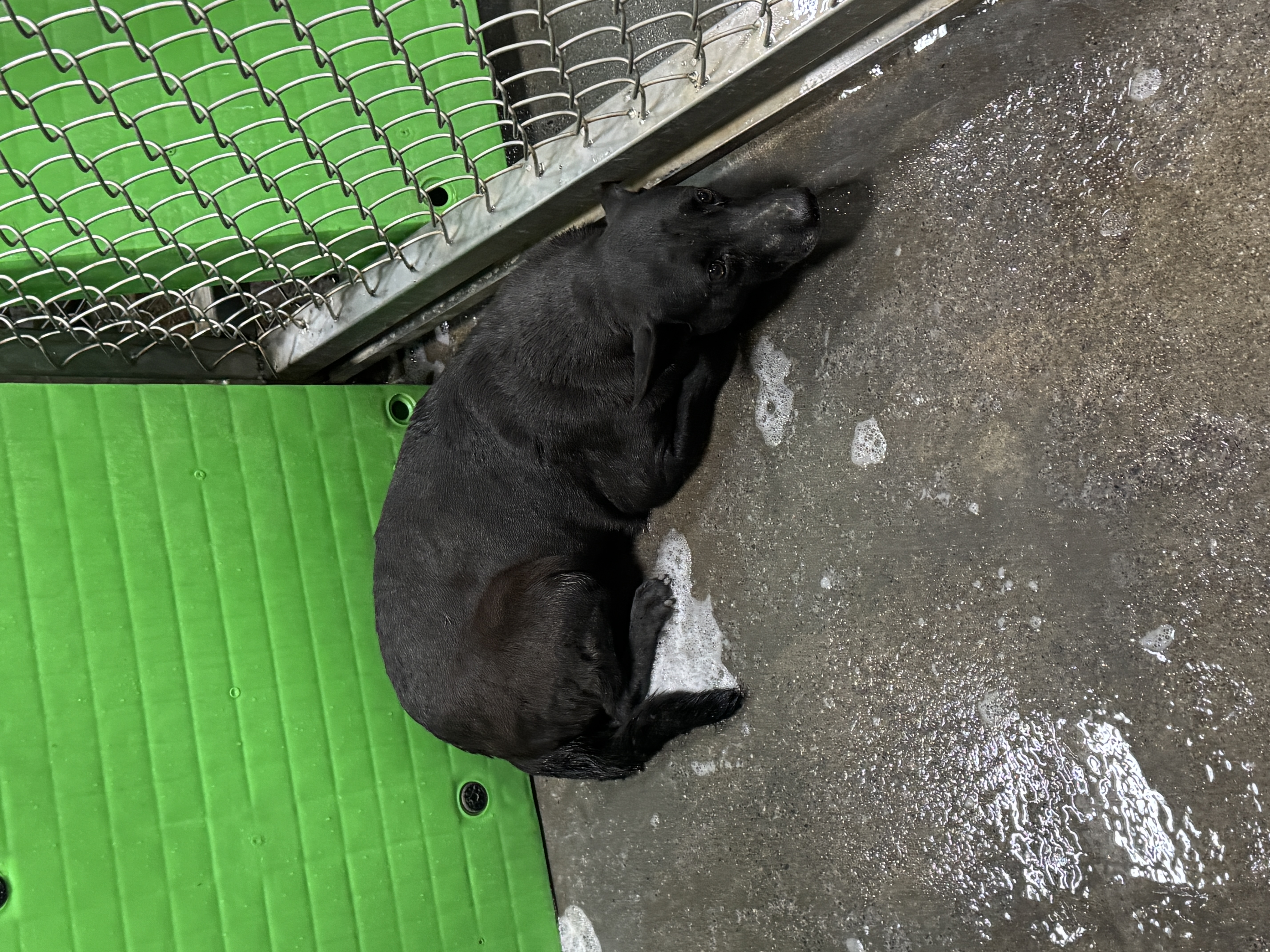 台東縣待認養狗｜混種犬｜黑色｜母