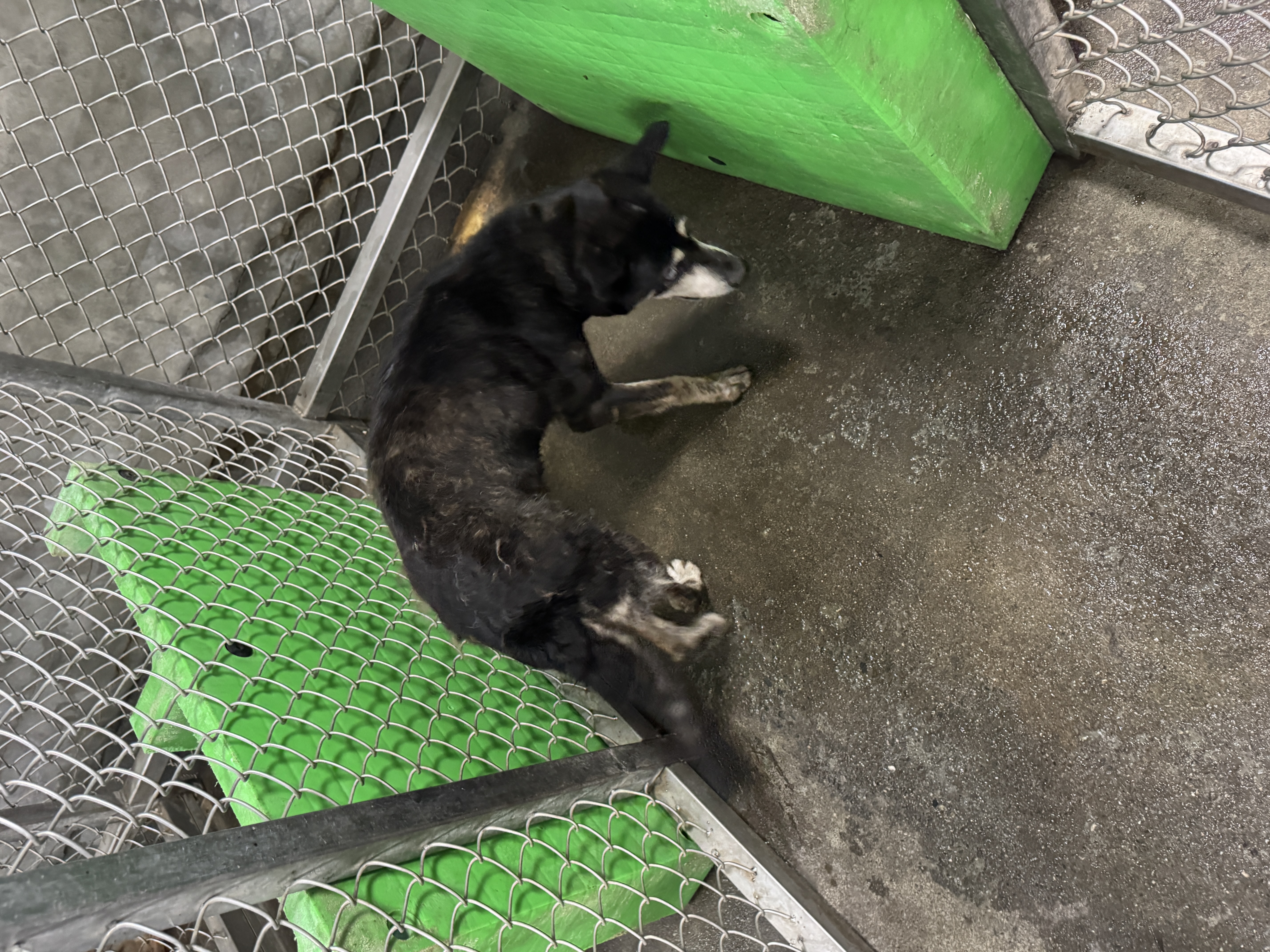 台東縣待認養狗｜混種犬｜黑色｜母