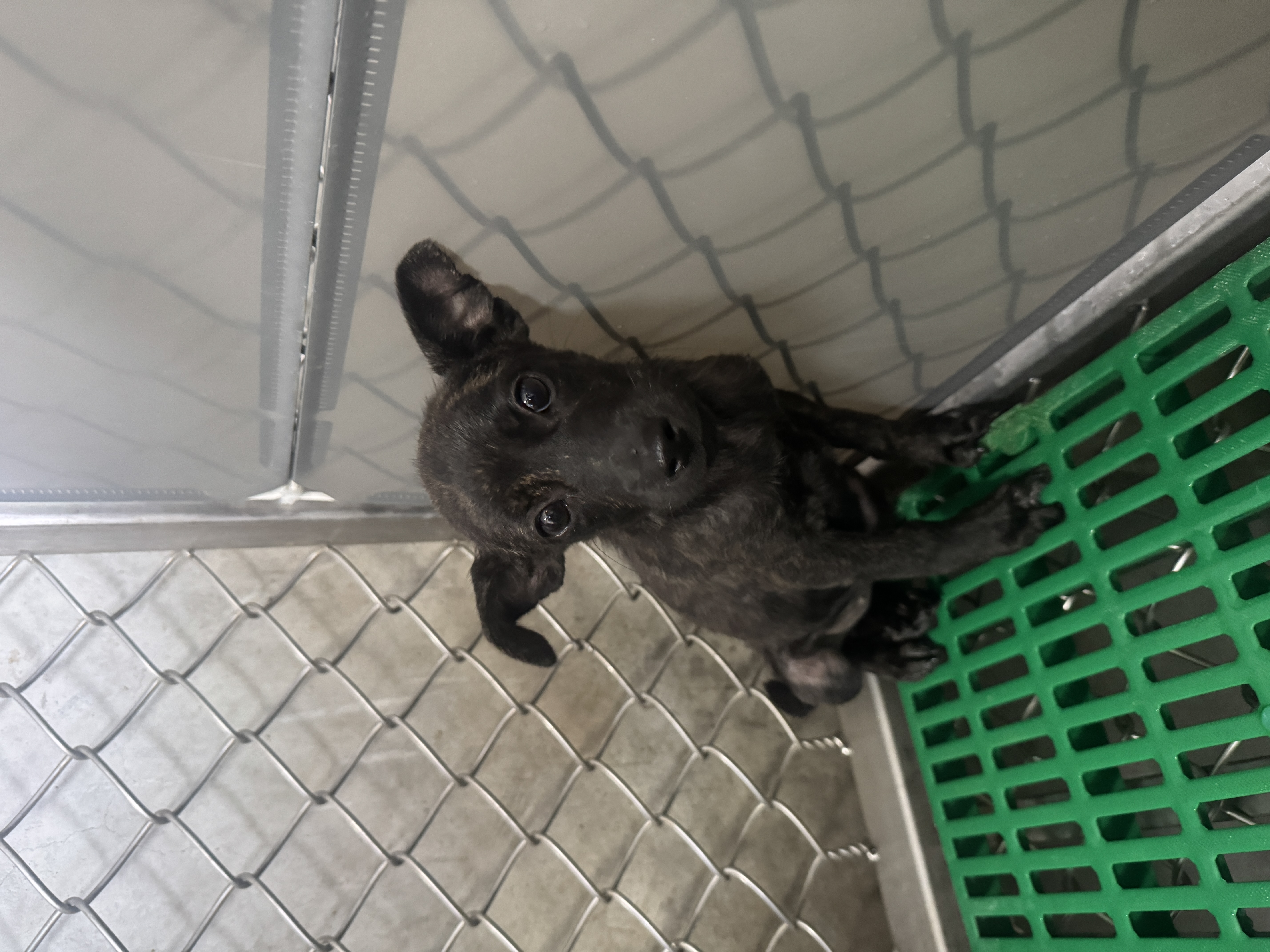 台東縣待認養狗 混種犬