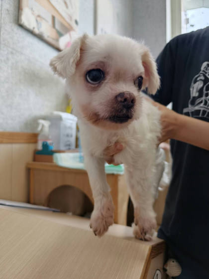嘉義市待認養狗｜混種犬｜白色｜公