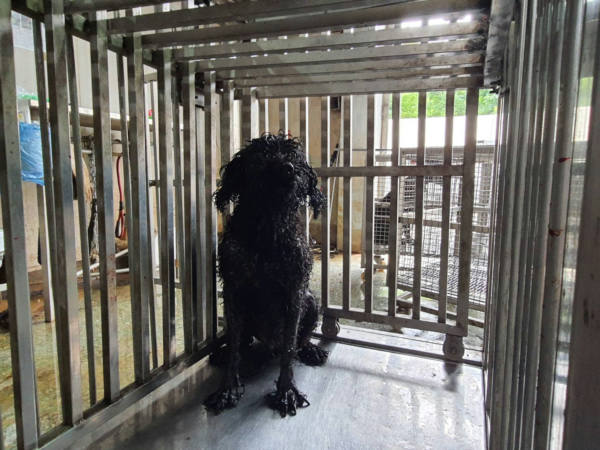 台南市待認養狗 貴賓犬