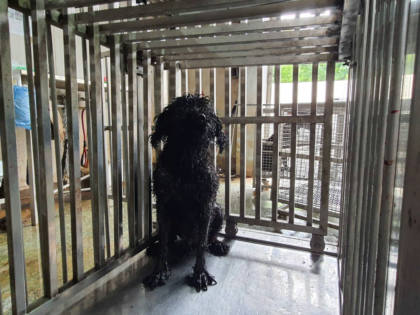 台南市待認養狗｜貴賓犬｜黑色｜公