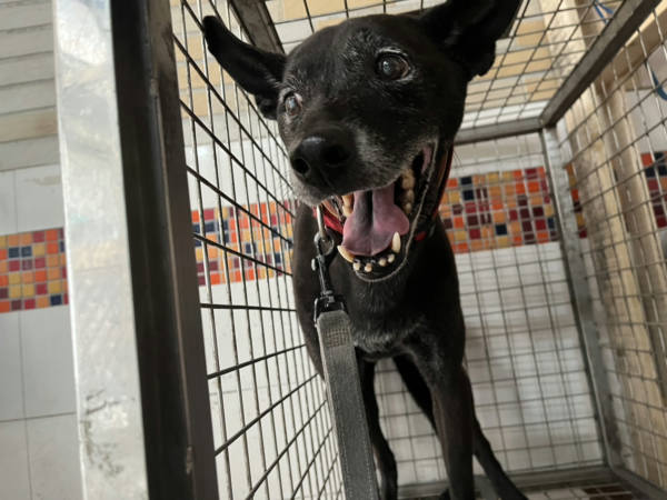 高雄市待認養狗 混種犬