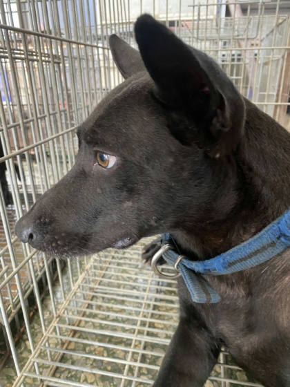 台南市待認養狗｜混種犬｜黑色｜母