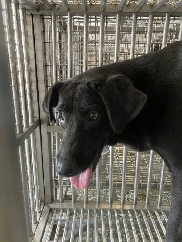 台南市待認養狗 混種犬