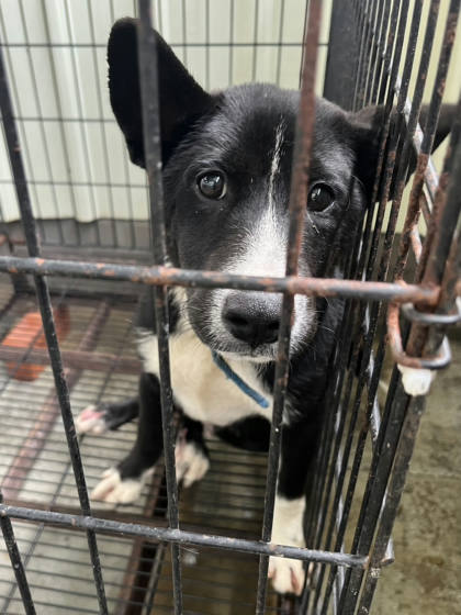 彰化縣待認養狗｜混種犬｜黑白色｜公