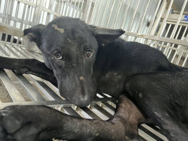 彰化縣待認養狗 混種犬