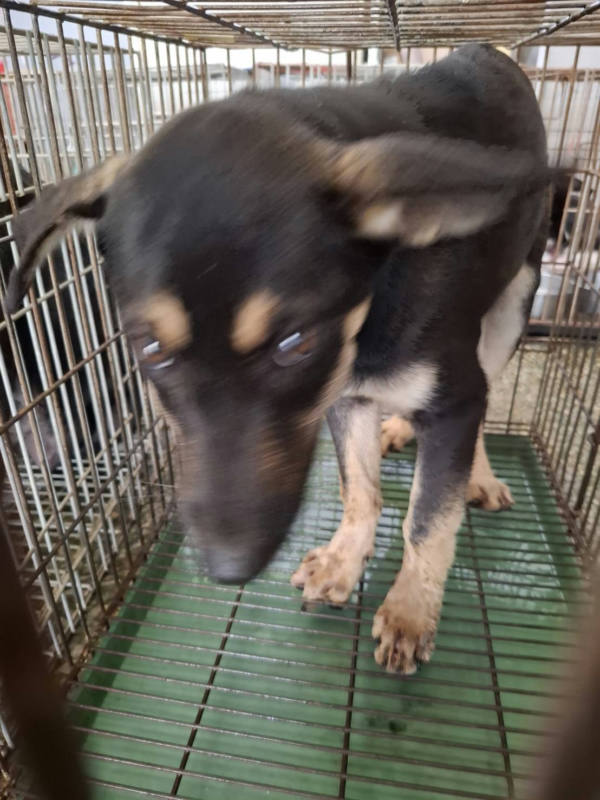 台南市待認養狗 混種犬
