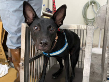 台北市待認養狗｜混種犬｜黑色｜母