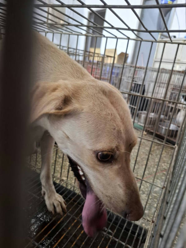 台南市待認養狗 混種犬