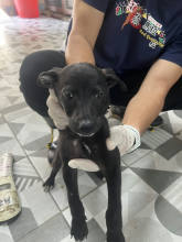 苗栗縣待認養狗 混種犬