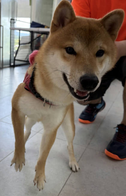 基隆市待認養狗｜柴犬｜黃色｜公